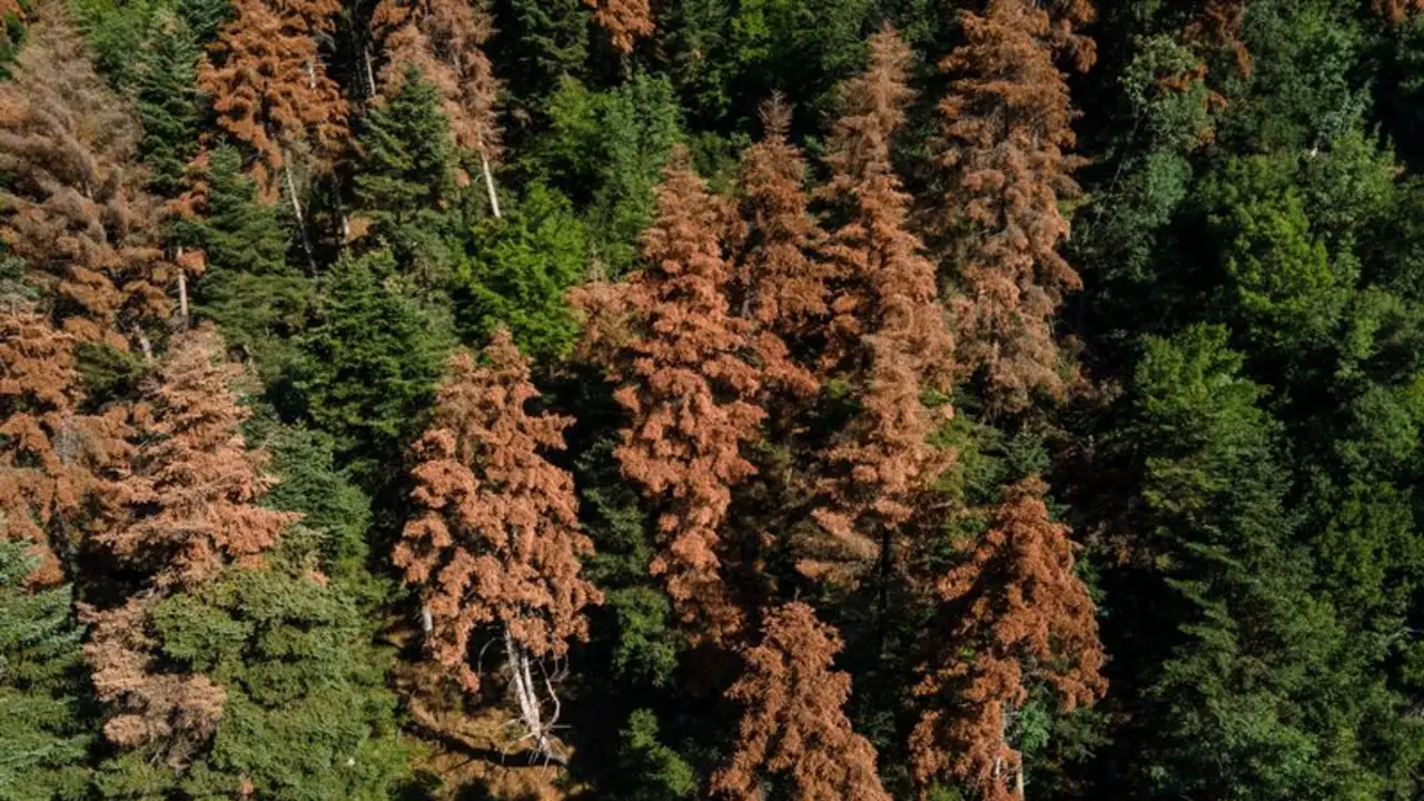 Objetivos climáticos de la UE, en peligro porque los bosques absorben menos CO2: científicos