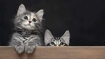 Gatos Gatos