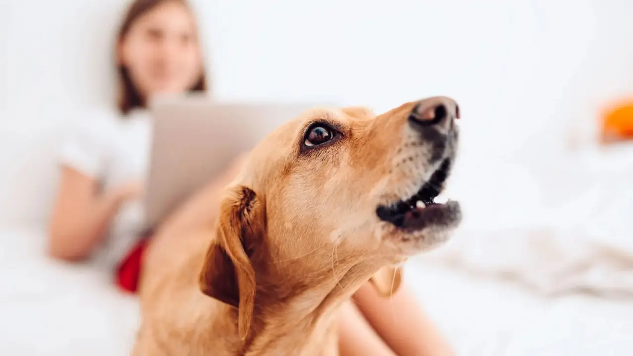 Perro ladrando