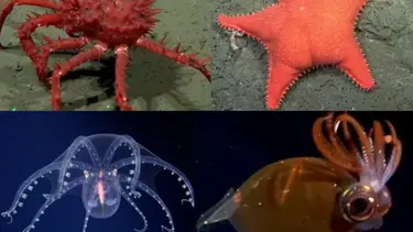 En medio del peor ajuste, el Conicet es furor por un stream en el mar
