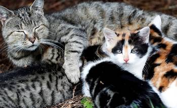 Cuál es el color de gato "más tranquilo" según los especialistas | Animales