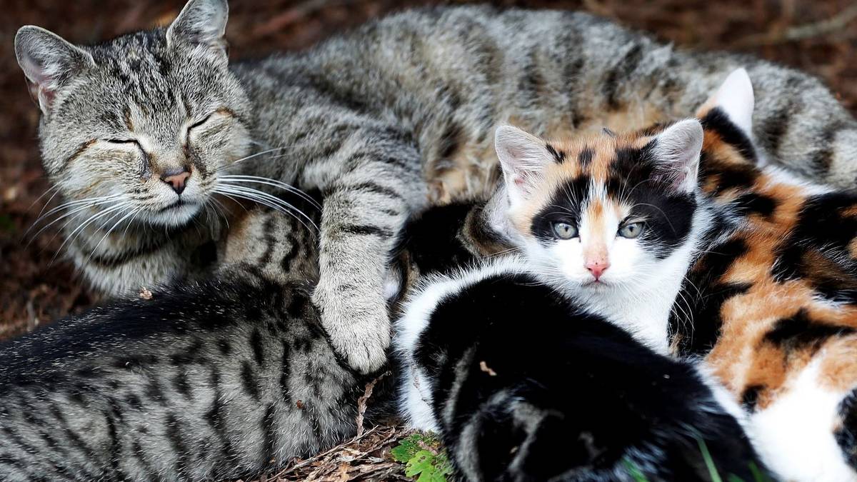 Ideal para departamentos: cuál es el color de gato "más tranquilo" según los especialistas