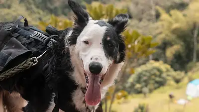 Economía circular para salvar animales: cómo reciclar y ayudar a perros y gatos de todo el país Economía circular para salvar animales: cómo reciclar y ayudar a perros y gatos de todo el país