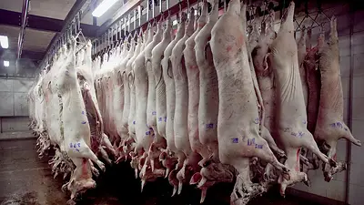 La importación de cerdo fue récord en lo que va de este siglo La importación de cerdo fue récord en lo que va de este siglo