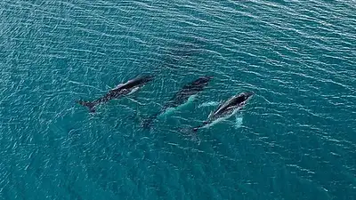 Ballenas jorobadas. Ballenas jorobadas.
