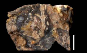 Existe hace 150 millones de años: descubren en Santa Cruz una planta fósil ultraconser | Ciencia 