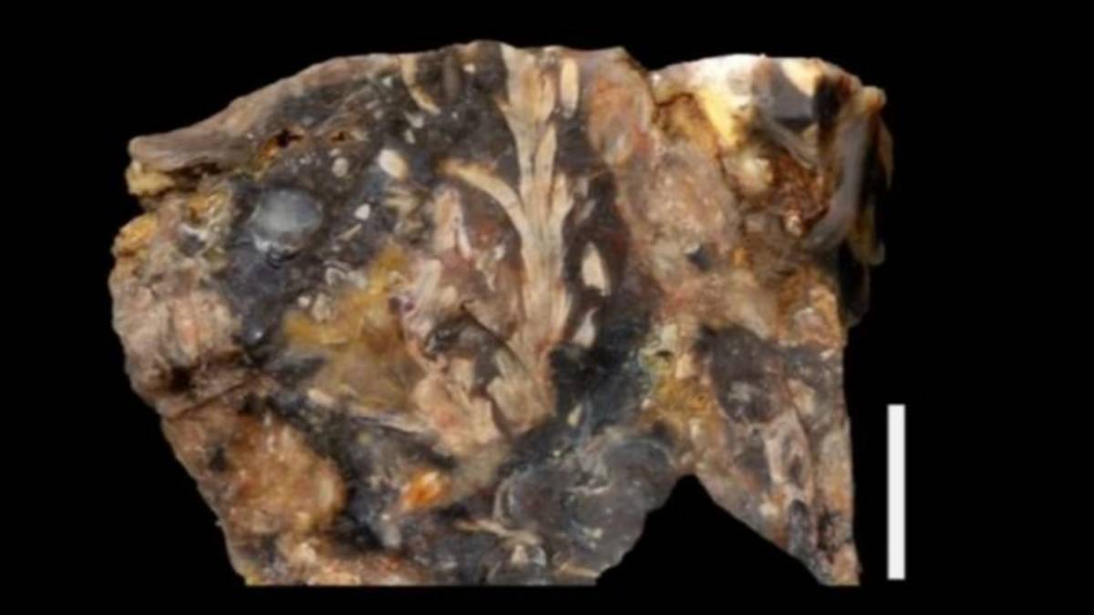 Existe hace 150 millones de años: descubren en Santa Cruz una planta fósil ultraconser