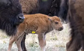 Bisonte americano: una cría marca un hito tras 200 años sin nacimientos | Animales