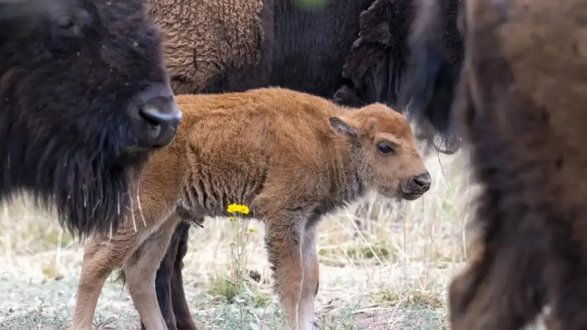 La foto que conmueve al mundo: tras 200 años desaparecidos, nació una cría de bisonte americano en libertad