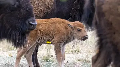 Bisonte americano. Bisonte americano.