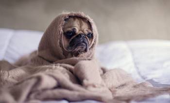 A qué temperatura los perros empiezan a sentir frío, según veterinarios | Mascotas