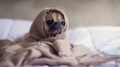 Perro con frío. Perro con frío.