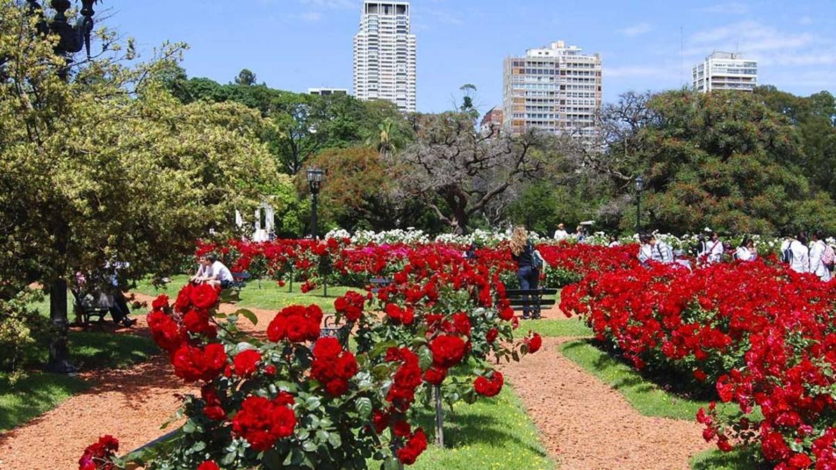 El Rosedal regalará miles de esquejes para que los vecinos cultiven rosas en sus casas