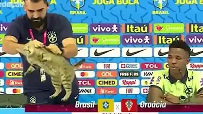 Memes: Brasil quedó eliminado y, una vez más, las redes se acordaron de la maldición del gato Memes: Brasil quedó eliminado y, una vez más, las redes se acordaron de la maldición del gato