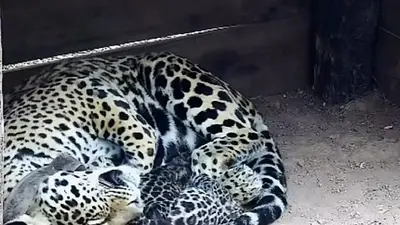 Nació en total libertad: el cachorro de un importante animal en peligro de extinción que emociona a Corrientes Nació en total libertad: el cachorro de un importante animal en peligro de extinción que emociona a Corrientes