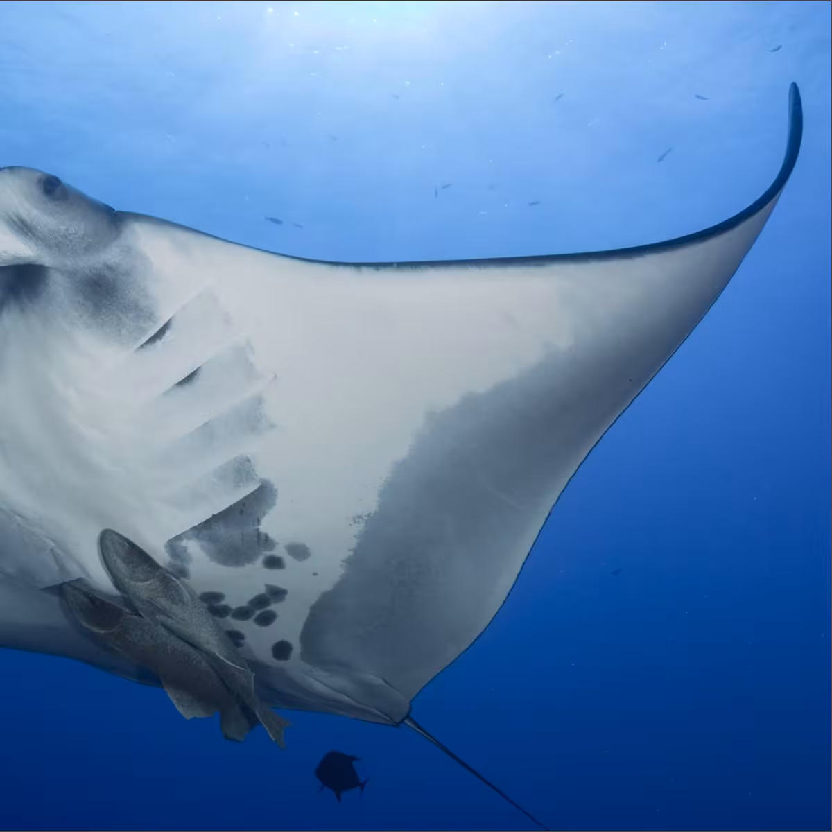 Mide más de 2 metros y es muy poco común verla tan cerca de la orilla: avistaron un impactante animal marino en la costa de Estados Unidos