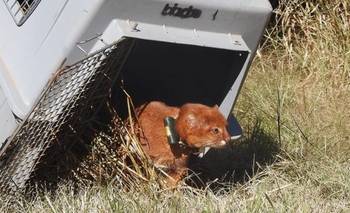 Liberan un importante animal en peligro de extinción en Córdoba | Animales