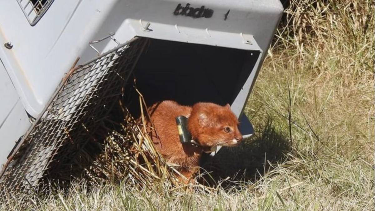 Es la primera vez en la historia: liberan un importante animal en peligro de extinción en Córdoba con rastreo satelital