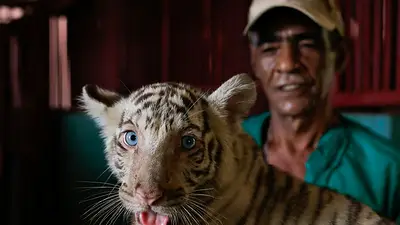 Cuidadores del zoológico cubano celebran el nacimiento de unos tigres de Bengala contra todo pronóstico Cuidadores del zoológico cubano celebran el nacimiento de unos tigres de Bengala contra todo pronóstico