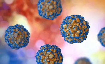 Un virus inofensivo podría predecir el rechazo de trasplante renal | Ciencia 