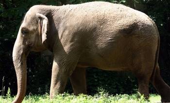 Tiene 57 años, es la última elefanta de Nueva York y estudian trasladarla a un santuario | Animales