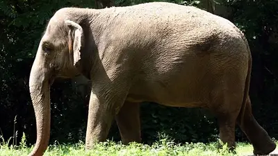 Animales Animales