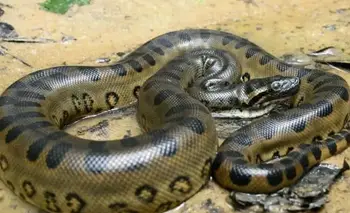 Descubren un animal que pasó desapercibido durante siglos en la Amazonia: cómo es la anaco | Animales
