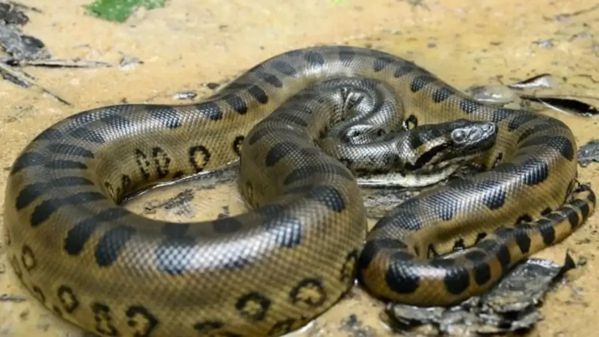 Descubren un animal que pasó desapercibido durante siglos en la Amazonia: cómo es la anaconda gigante