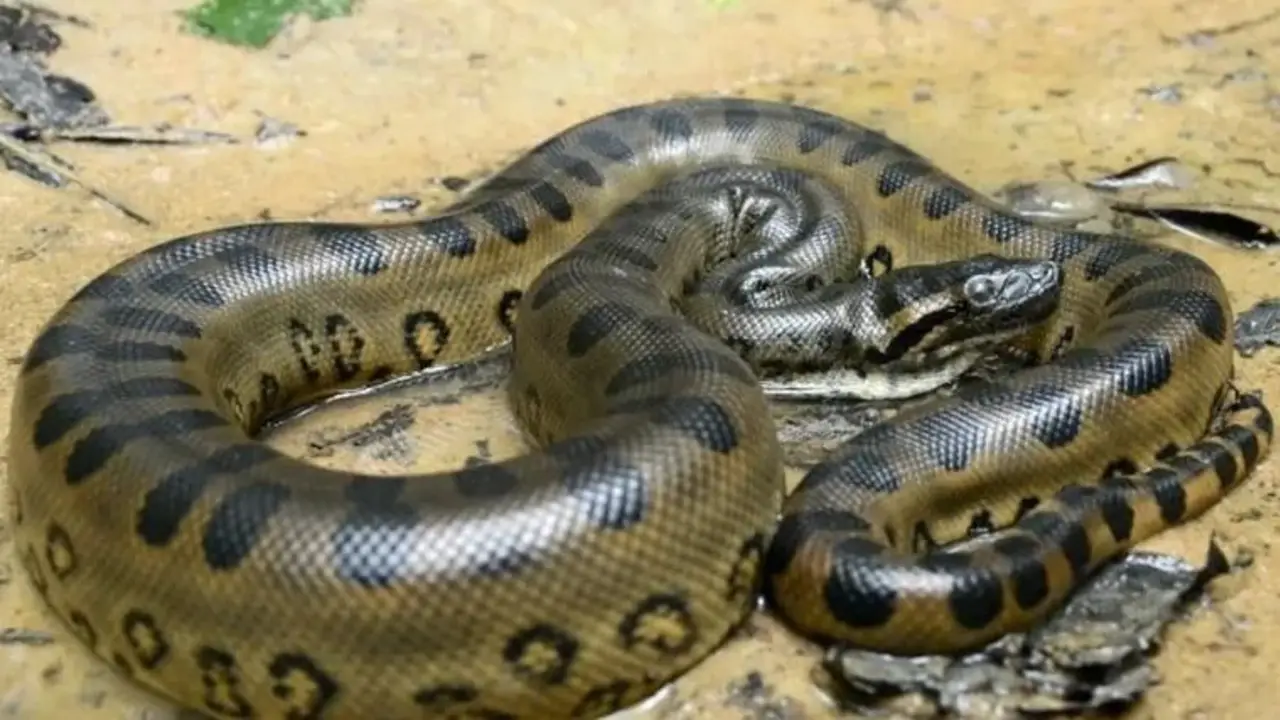 Anaconda verde del norte.