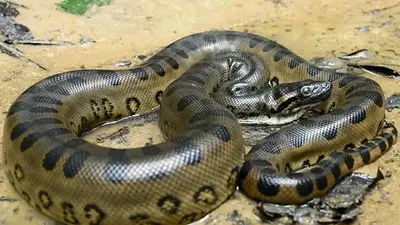 Anaconda verde del norte. Anaconda verde del norte.