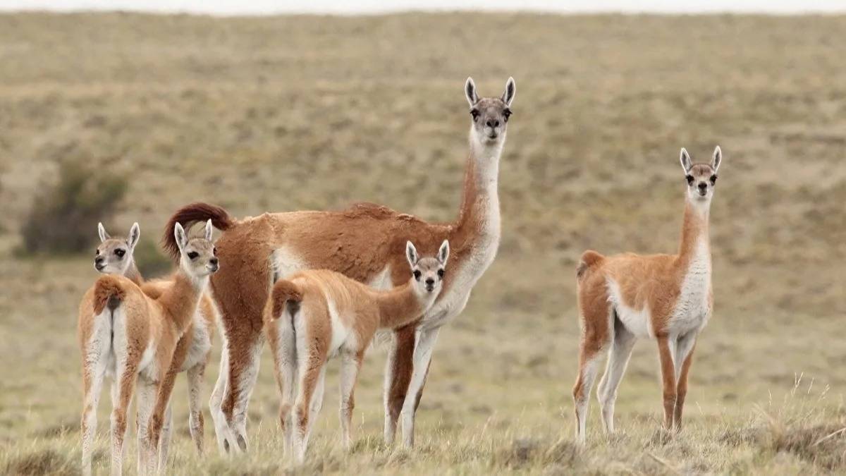 Luego de la carne de burro, llega el guanaco: abren el primer local exclusivo en Santa Cruz