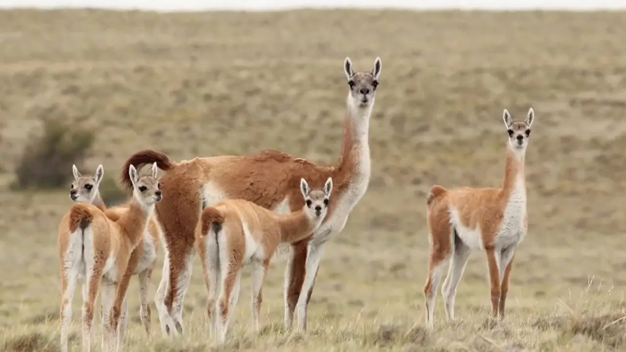 Luego de la carne de burro, llega el guanaco: abren el primer local exclusivo en Santa Cruz