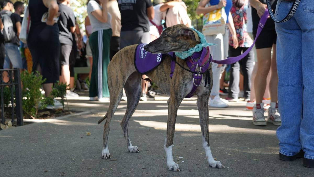 Nuevo formato en las jornadas de vacunación y adopción de mascotas de Buenos Aires de julio 2026