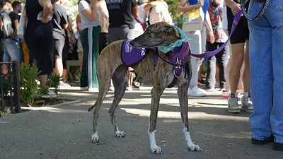 Perro Perro