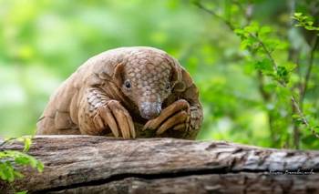 Descubrieron una nueva especie de pangolín clave contra el tráfico ilegal | Animales