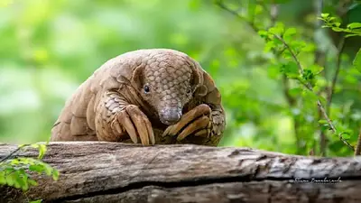 Manis aurita. Manis aurita.