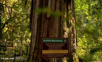 Es el segundo árbol más viejo del mundo y está en Argentina | Curiosidades