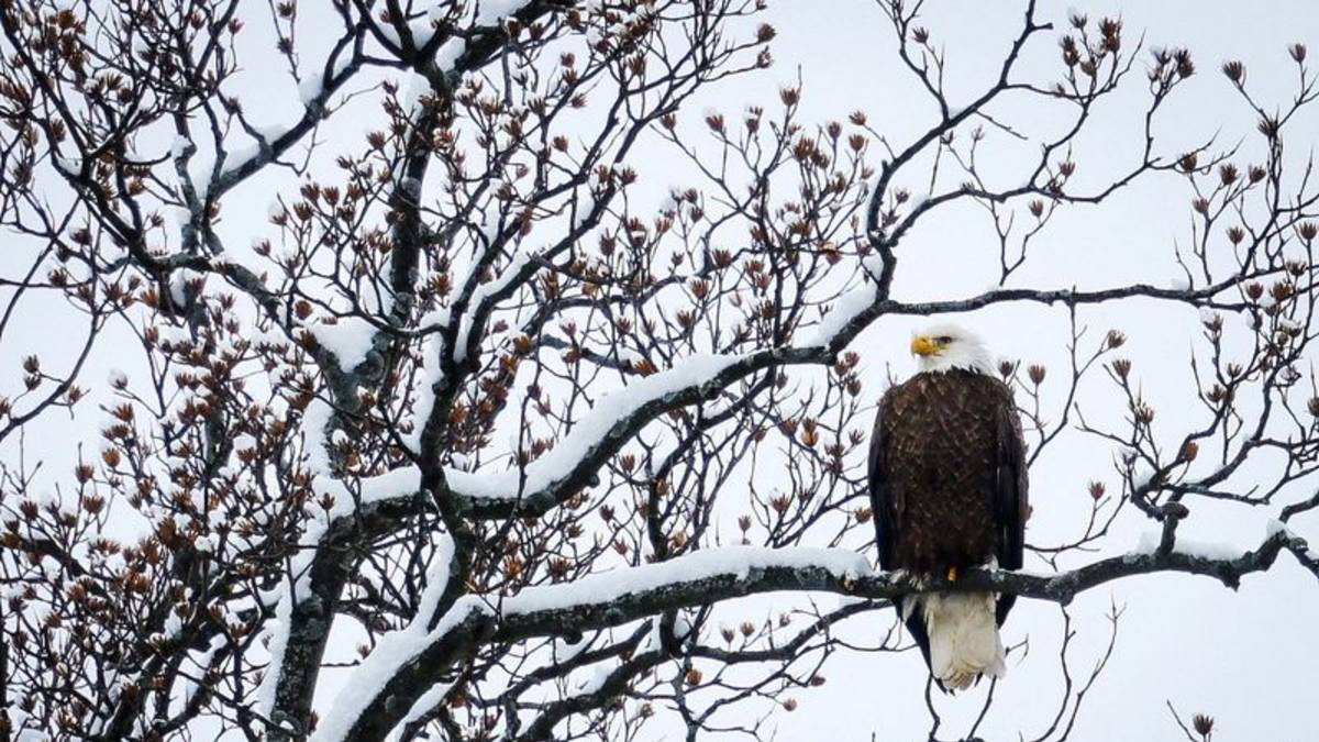 Una normativa del Gobierno de Trump debilita las medidas de protección de las especies amenazadas