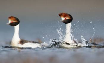 Hallaron nueve pichones de una de las aves más amenazadas del país | Animales
