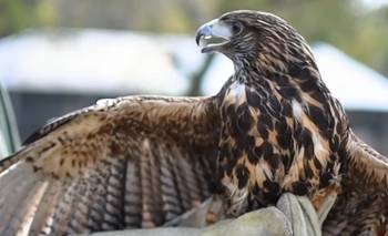 Liberaron a Poxi, el gavilán que recibió un injerto de plumas y volvió a la naturaleza | Animales