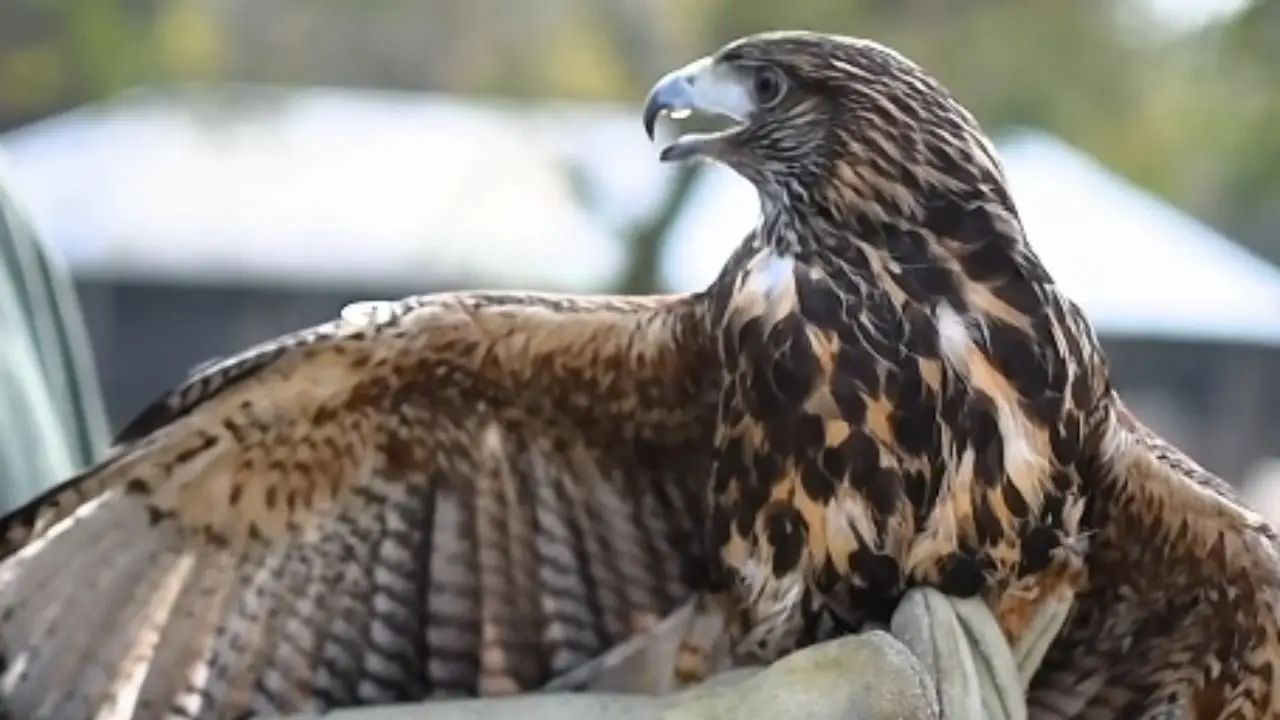 Liberaron a Poxi, el gavilán que recibió un injerto de plumas y volvió a la naturaleza