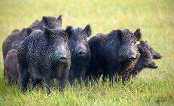 Río Negro impulsa la cría, venta y consumo de jabalíes y guanacos: "Carnes salvajes" | Carne
