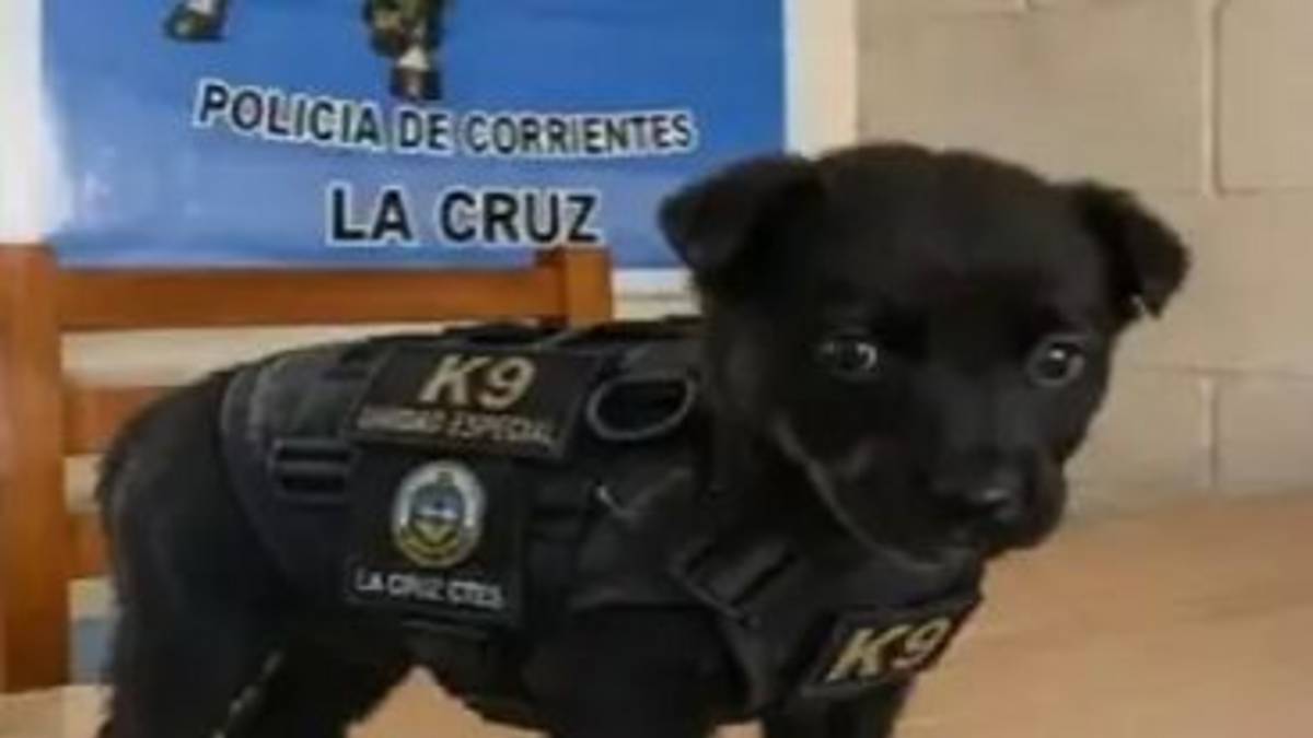 De ser un animal abandonado a un importante miembro de la policía de Corrientes: la historia del perro Piru