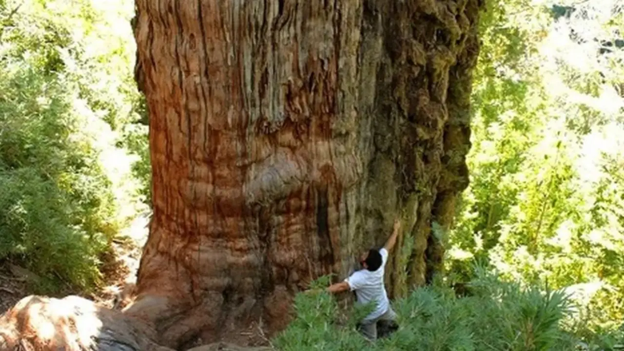 El segundo árbol más viejo del mundo queda en Argentina: cómo visitarlo y cuántos años tiene