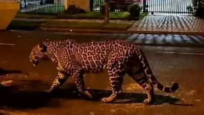Alerta máxima en la Triple Frontera: rescataron a un felino perdido y atraparon a otro que atacaba campos Alerta máxima en la Triple Frontera: rescataron a un felino perdido y atraparon a otro que atacaba campos