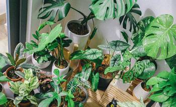 Las plantas de interior que más sufren el frío y cómo cuidarlas en invierno | Plantas