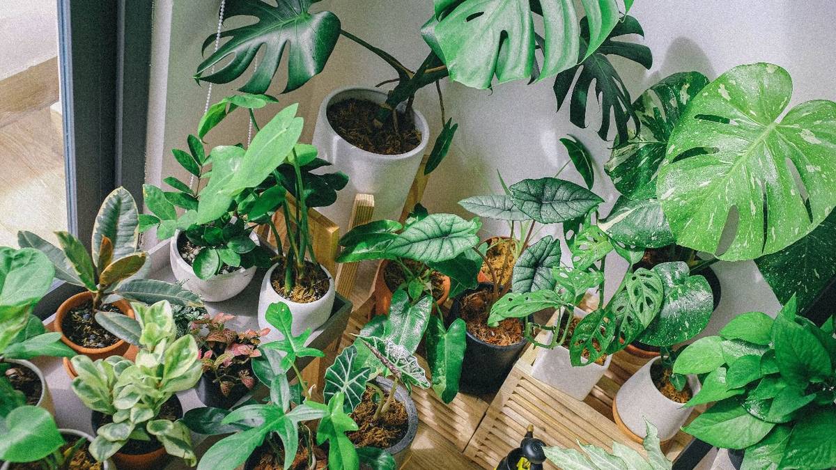 Las plantas de interior que más sufren el frío: cuáles necesitan cuidados especiales durante el invierno