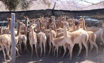 Jujuy: rescataron y liberaron a 43 vicuñas que vivían en un criadero en medio de la Puna | Animales