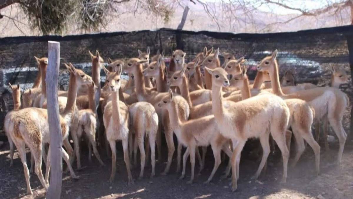 Les pusieron una capucha de protección y las hidrataron: así fue el dramático rescate de 43 vicuñas en Jujuy