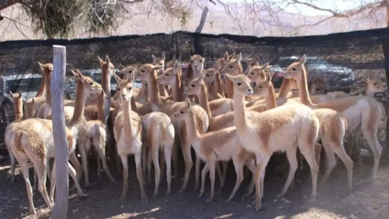 Jujuy: rescataron y liberaron a 43 vicuñas que vivían en un criadero en medio de la Puna